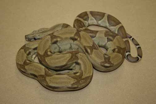 Boa Constrictors